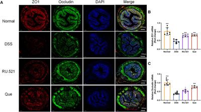 Quercetin ameliorates ulcerative colitis by restoring the balance of M2/M1 and repairing the intestinal barrier via downregulating cGAS‒STING pathway